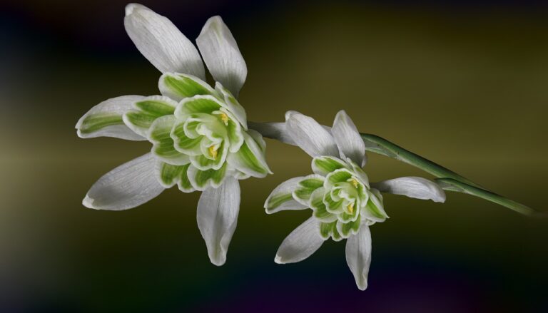 snowdrop, galanthus, early bloomer-7818670.jpg